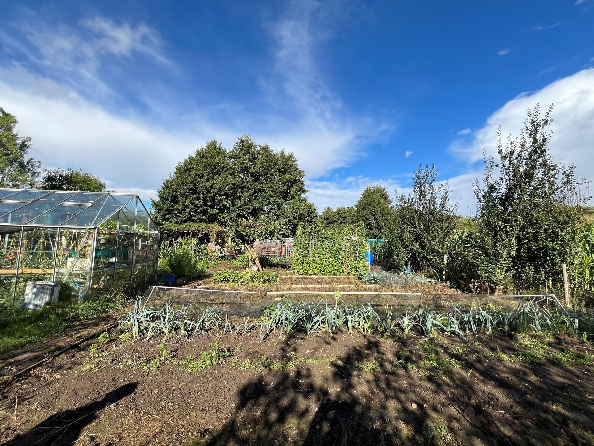 Photograph of well tended allotment with blue skies in the background