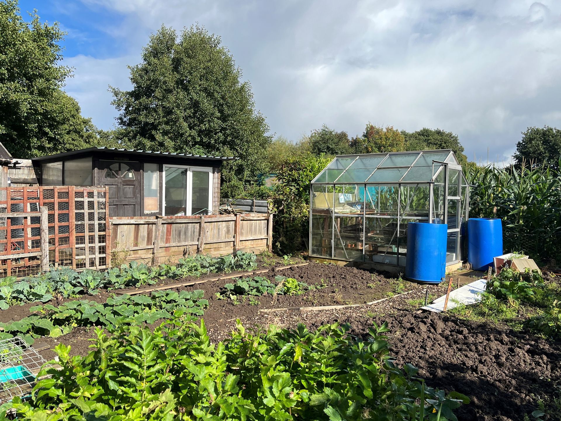 Photograph of well tended allotment