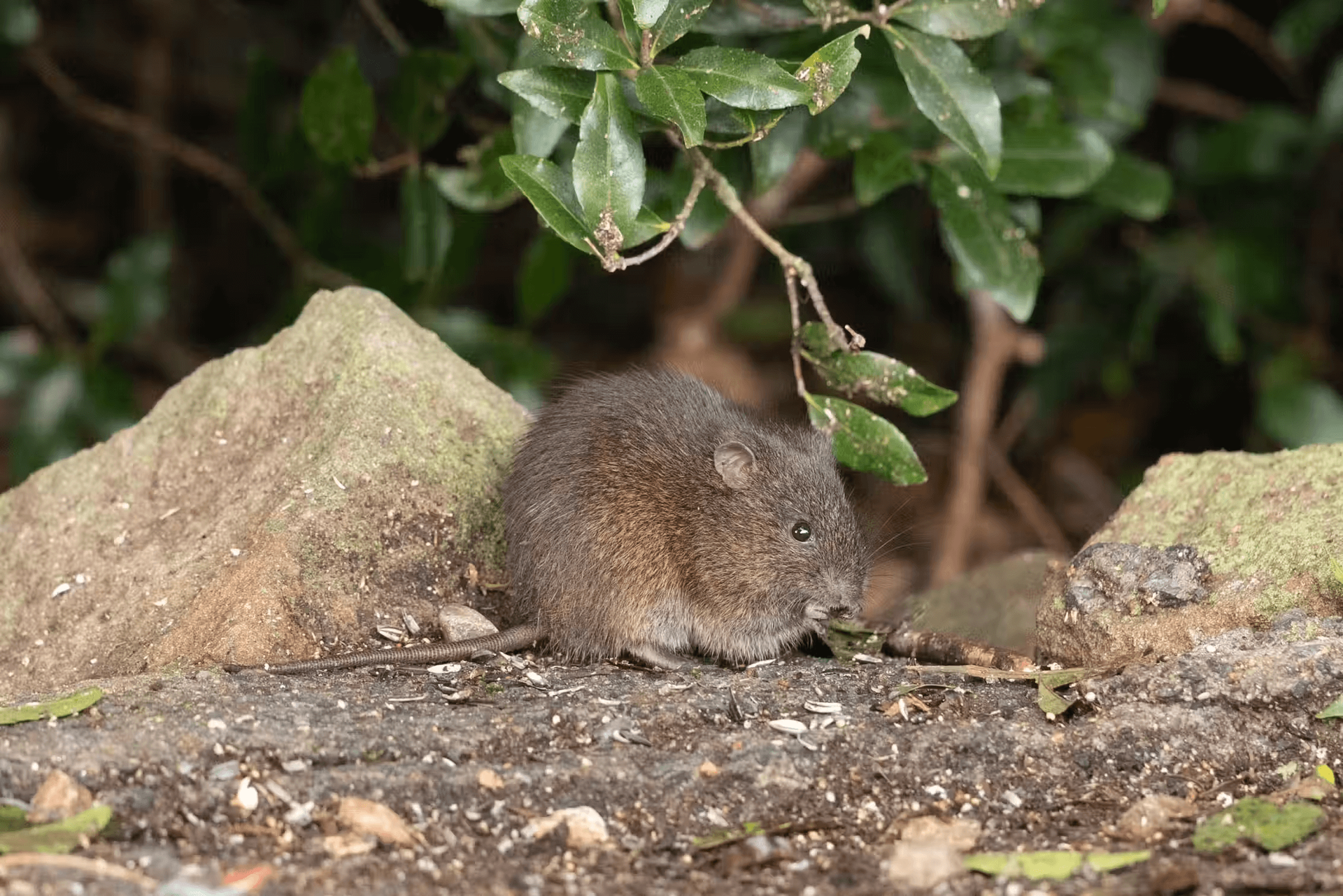 Austalia Native Rodents