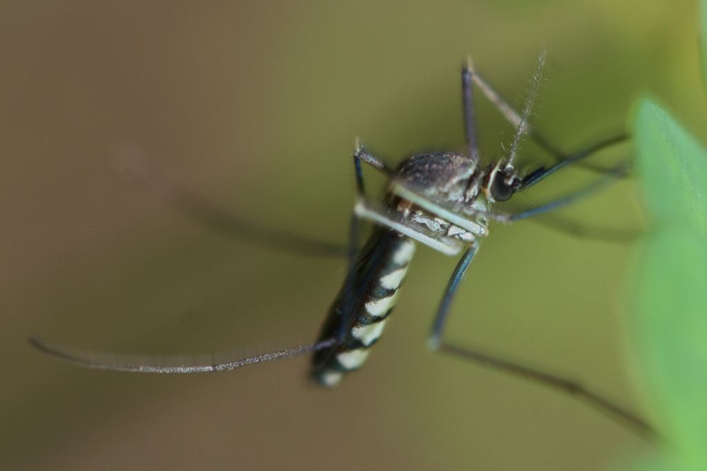 Common banded mosquito