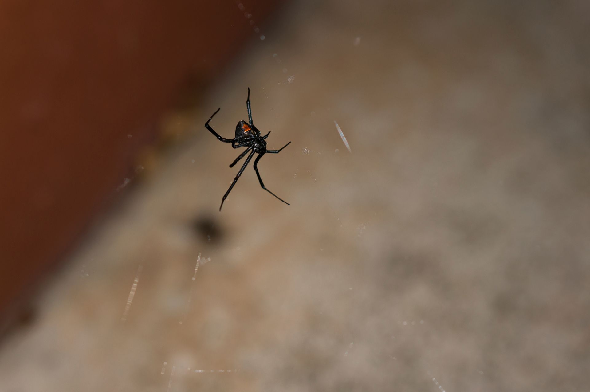 Redback Spider