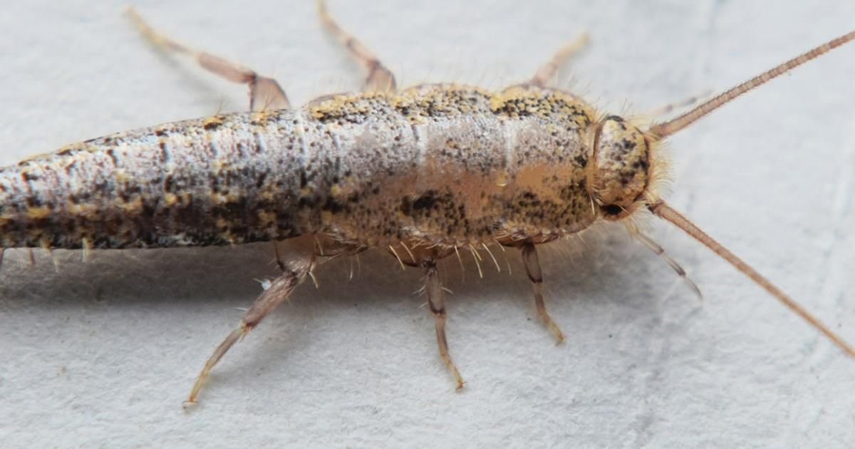 Silverfish Treatment