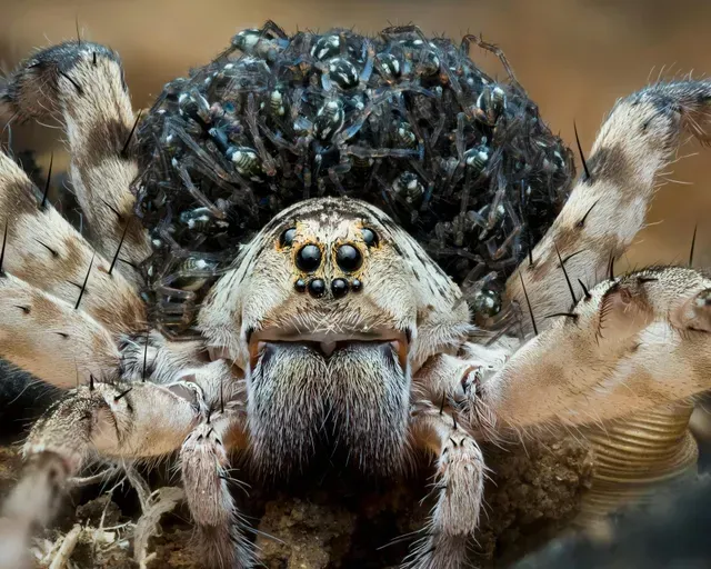 Wolf Spiders