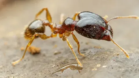 Big Headed Ant