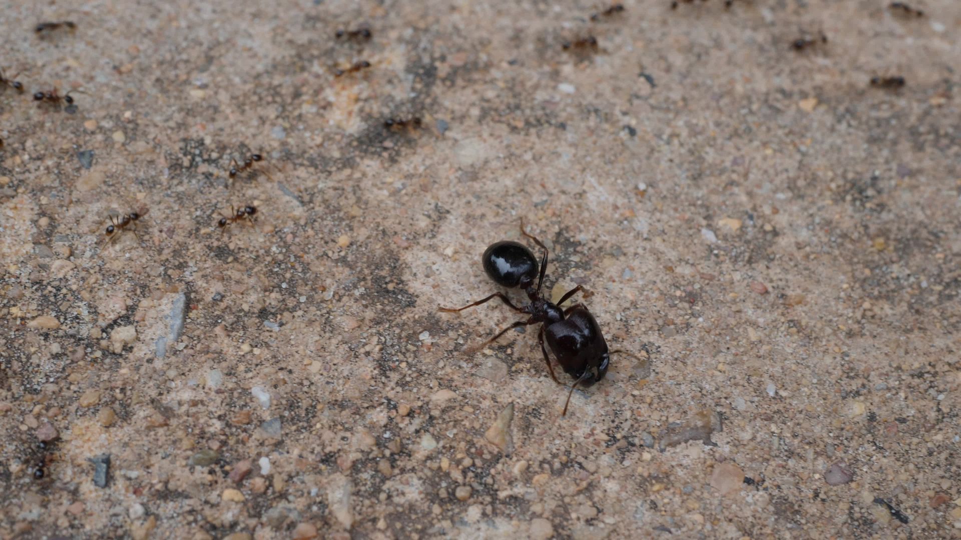 Black House Ant