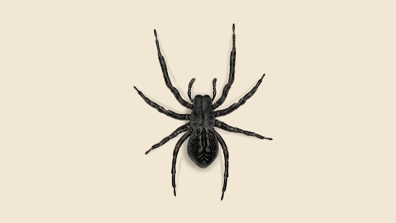 Black Spider