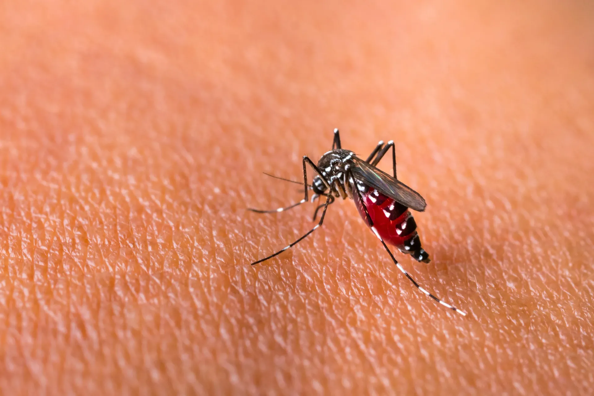 dengue mosquito