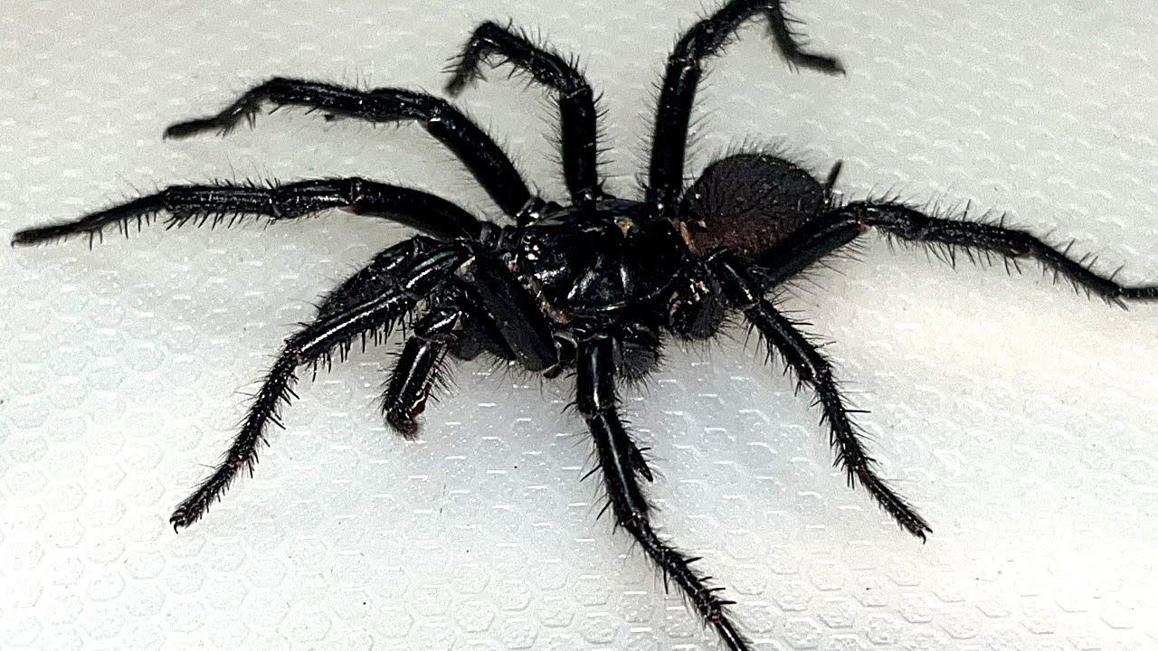 Funnel Web Spider