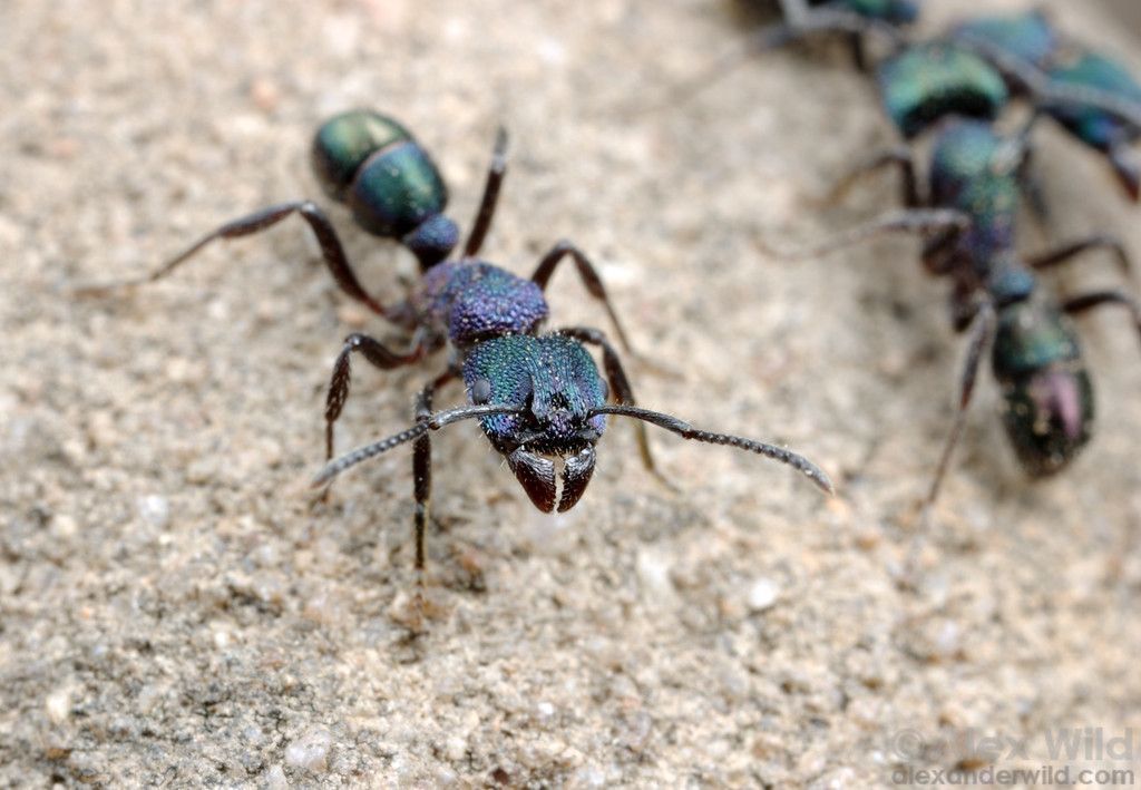 Green Headed Ant