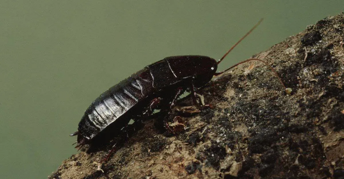 Oriental cockroach