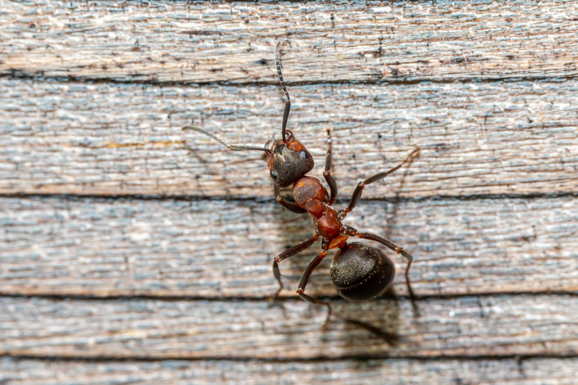 Coastal Brown Ant