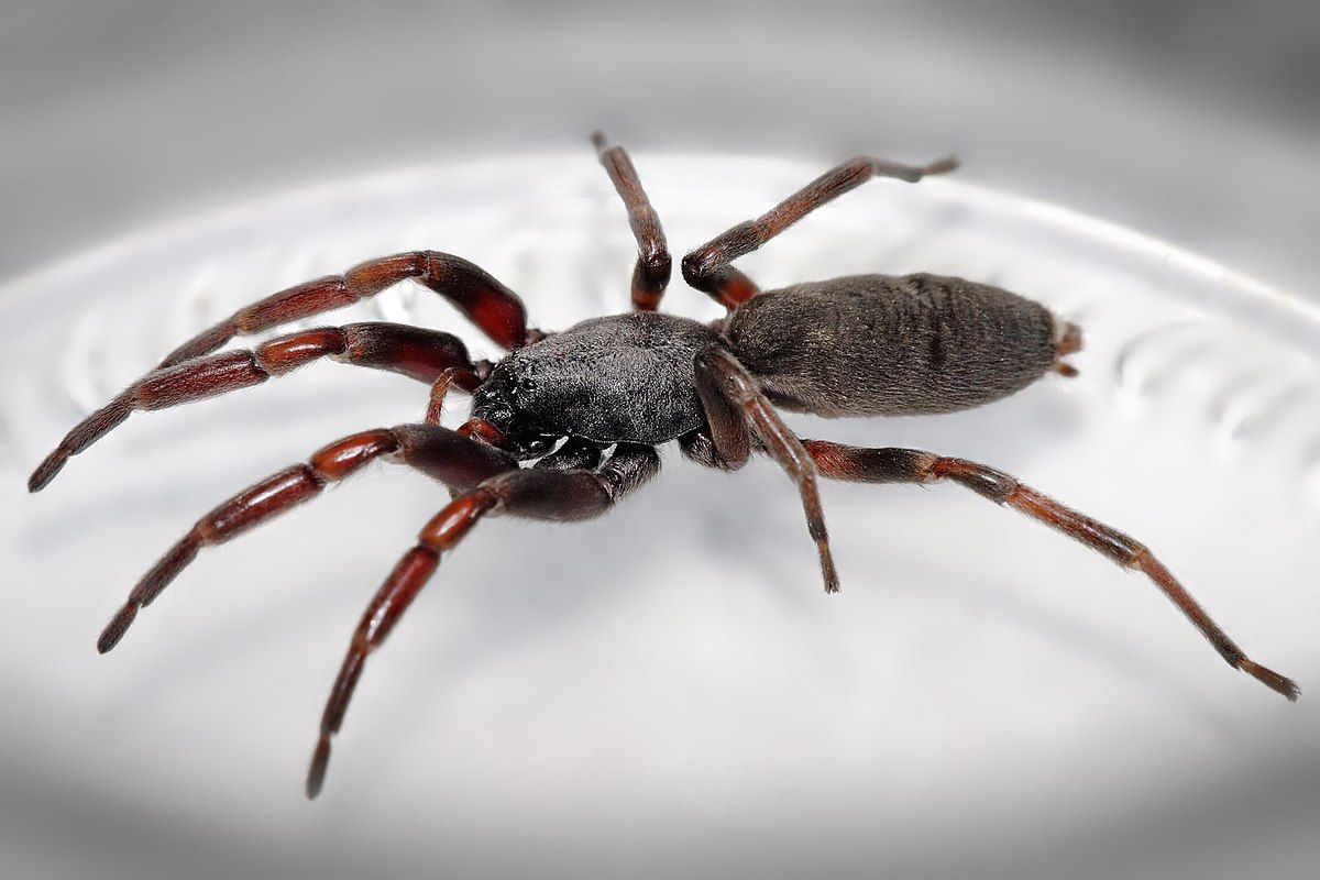 White Tailed Spider