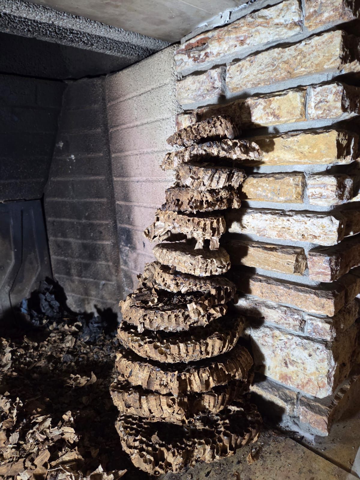 Un nido di termiti, una struttura alta a spirale, costruita contro un camino in mattoni.