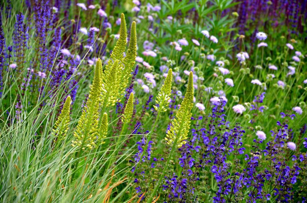A field of wild flowers in light green and purple.