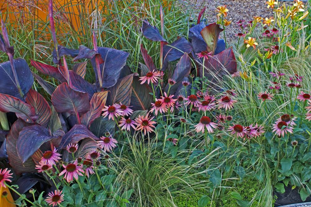Wild flowers in a garden in yellows, pinks and purples.