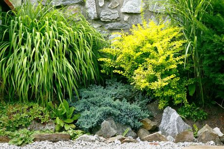 Some small green bushes against a stone wall in a backyard garden