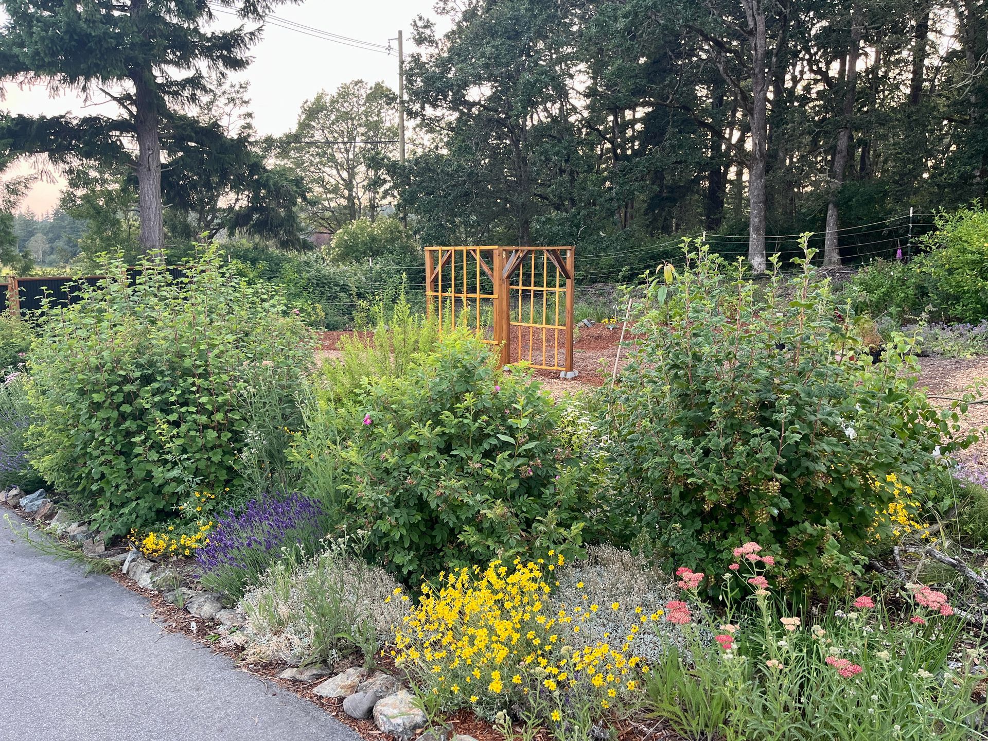 A garden full of mature native species plants in a back yard