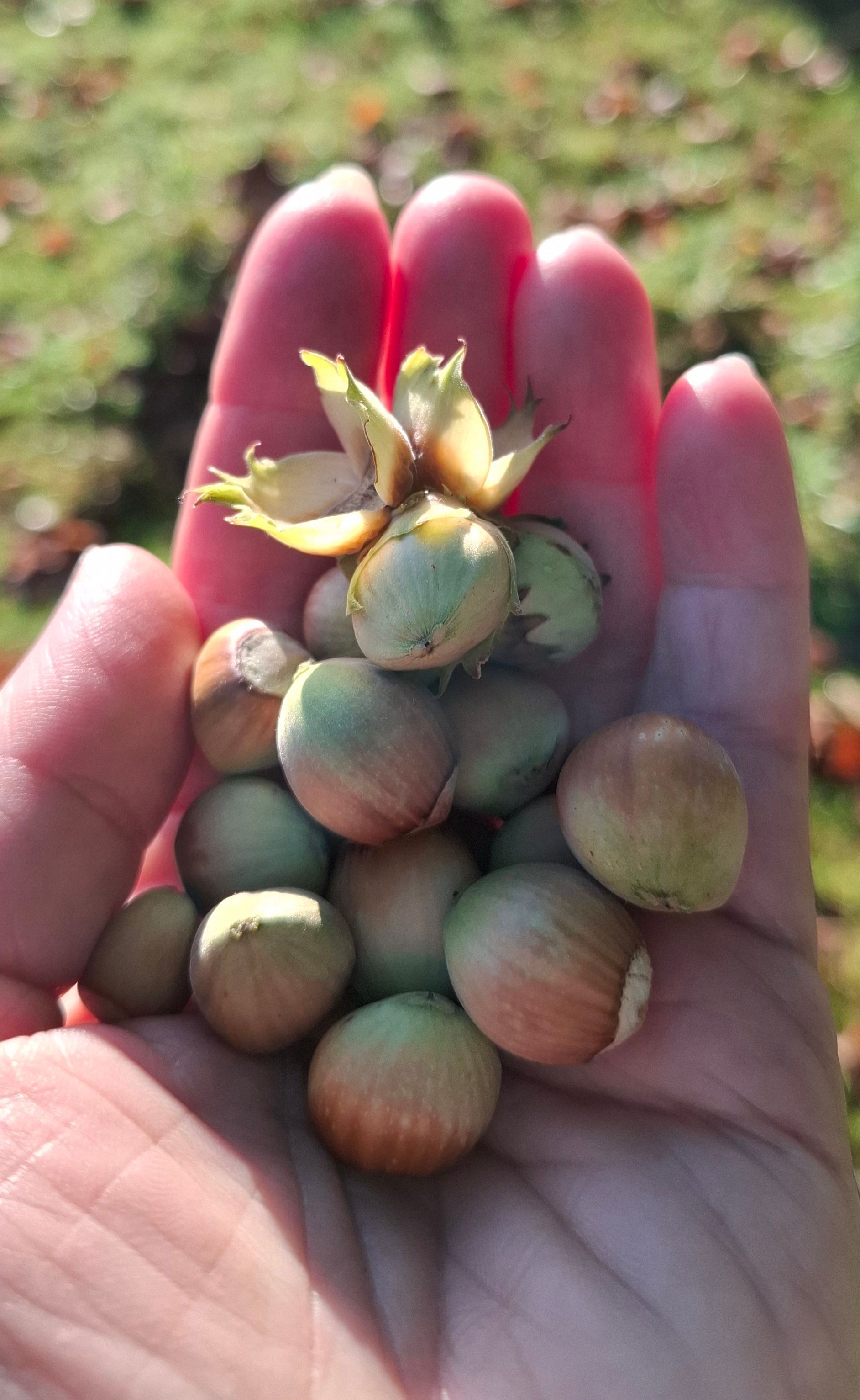 Handful of hazel nuts