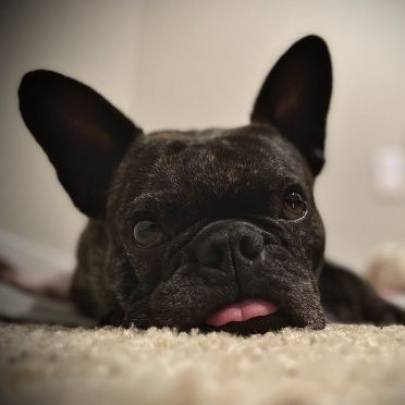 A close up of a french bulldog laying on the floor