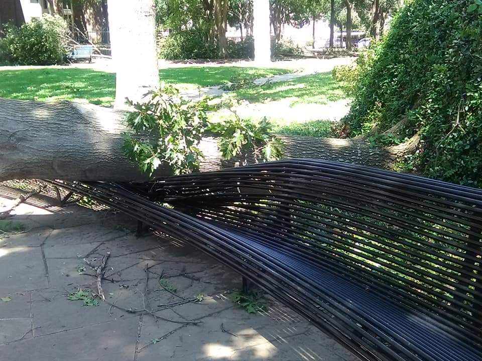 bench_damaged_by_tree