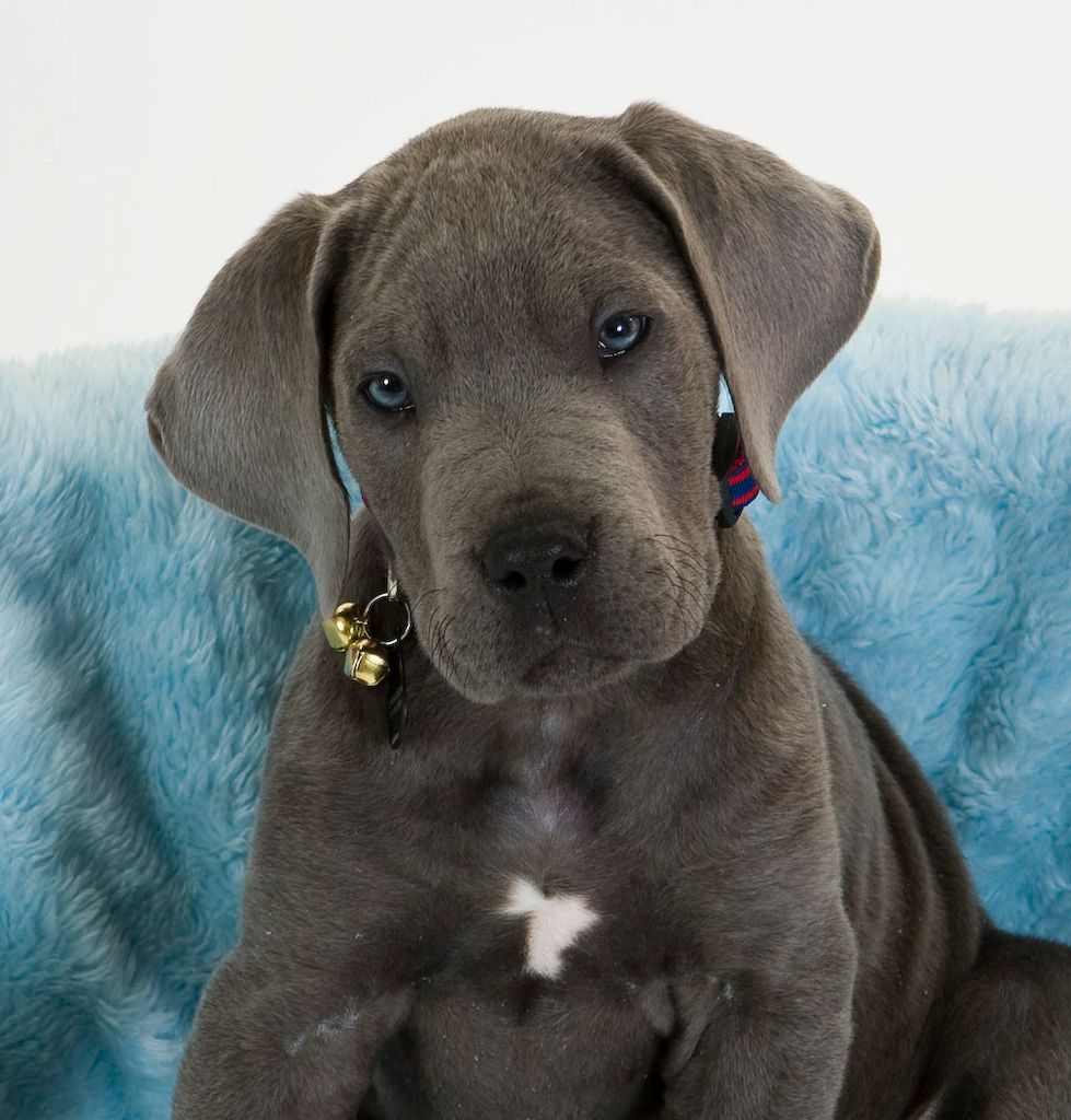 Gray puppy with floppy ears and white chest spot, sitting on a blue fuzzy blanket.