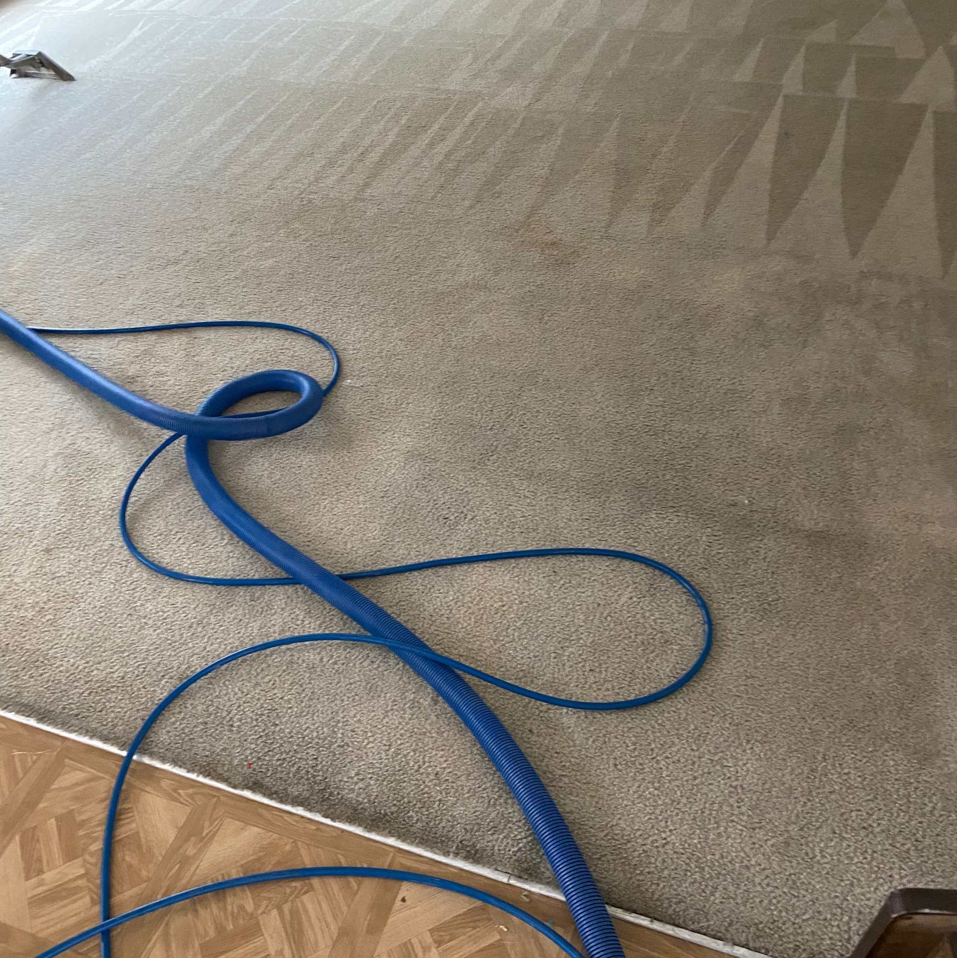 A blue hose is laying on a carpet in a room.