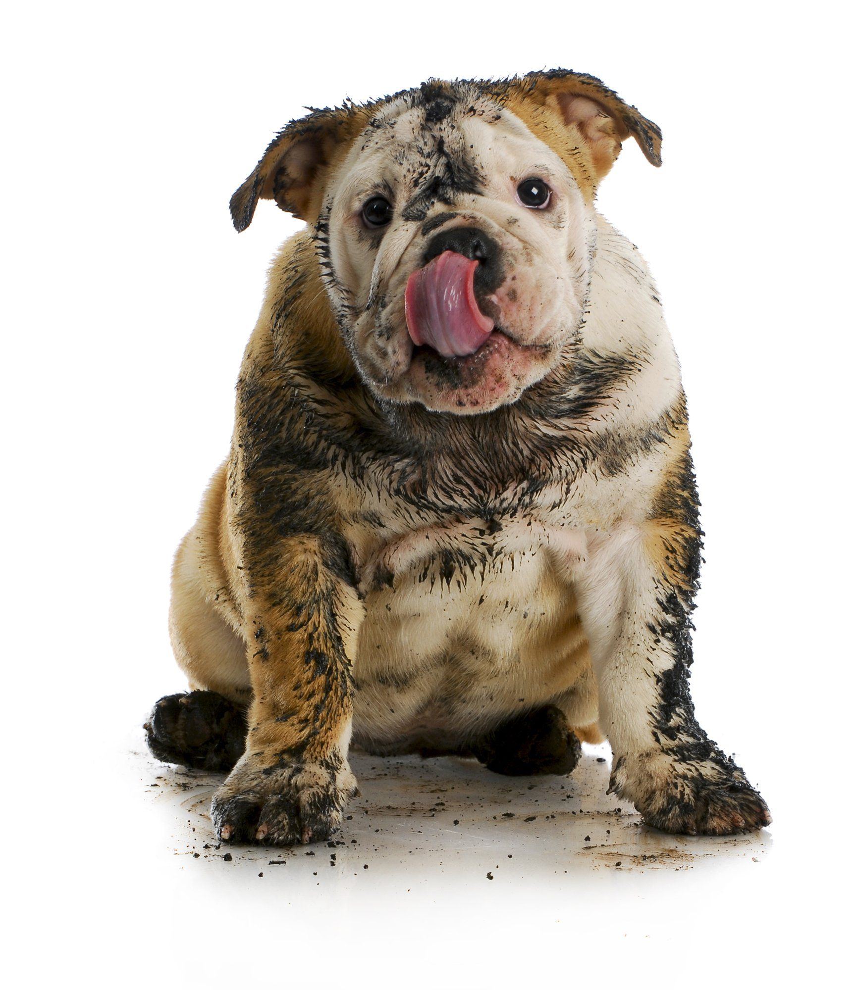 Pet Stain Removal in Riverview, FL |  Steemology