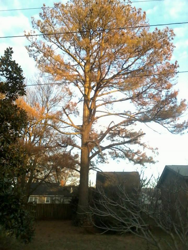 tree removal and tree trimming in Greenville, NC