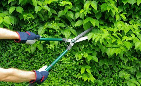hedging services