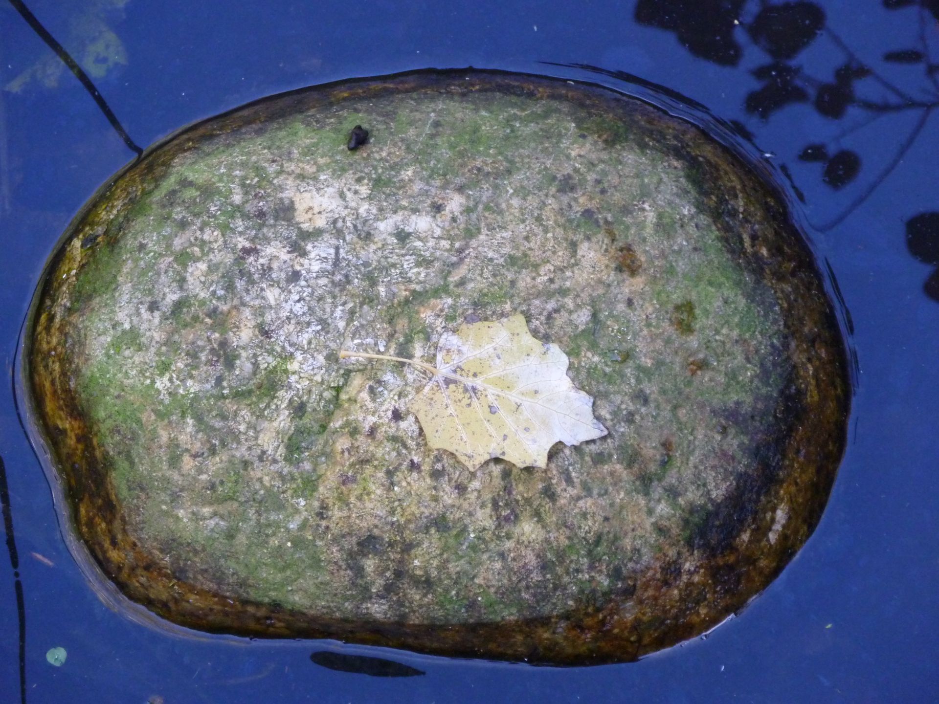 Uma grande pedra na água com uma folha nela