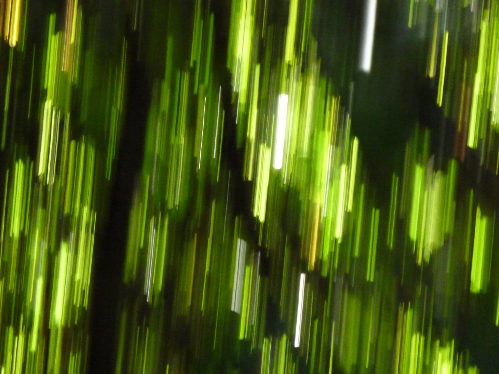 Uma imagem borrada de uma árvore com muitas folhas verdes