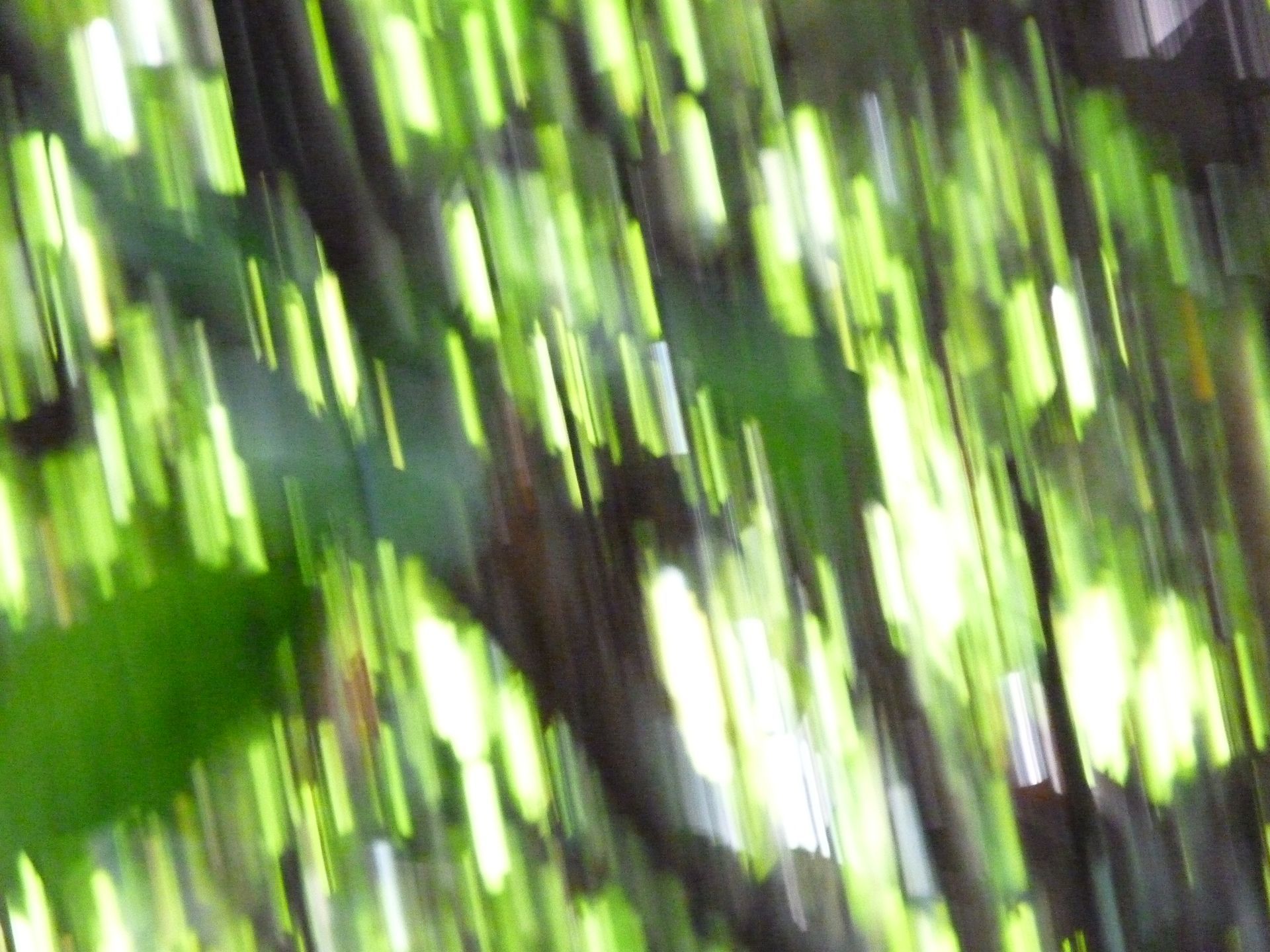 Uma imagem borrada de uma árvore com muitas folhas verdes