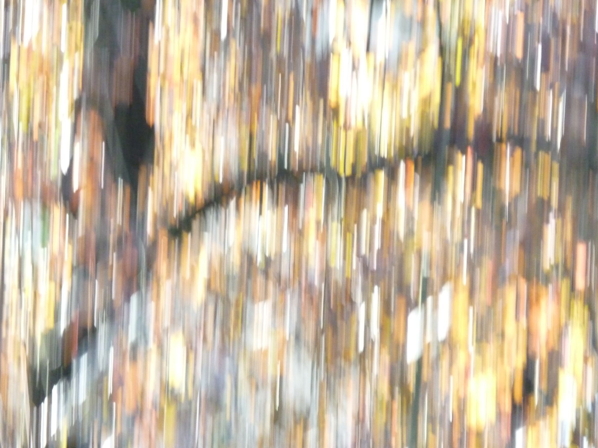 Uma imagem borrada de uma árvore com muitas folhas.