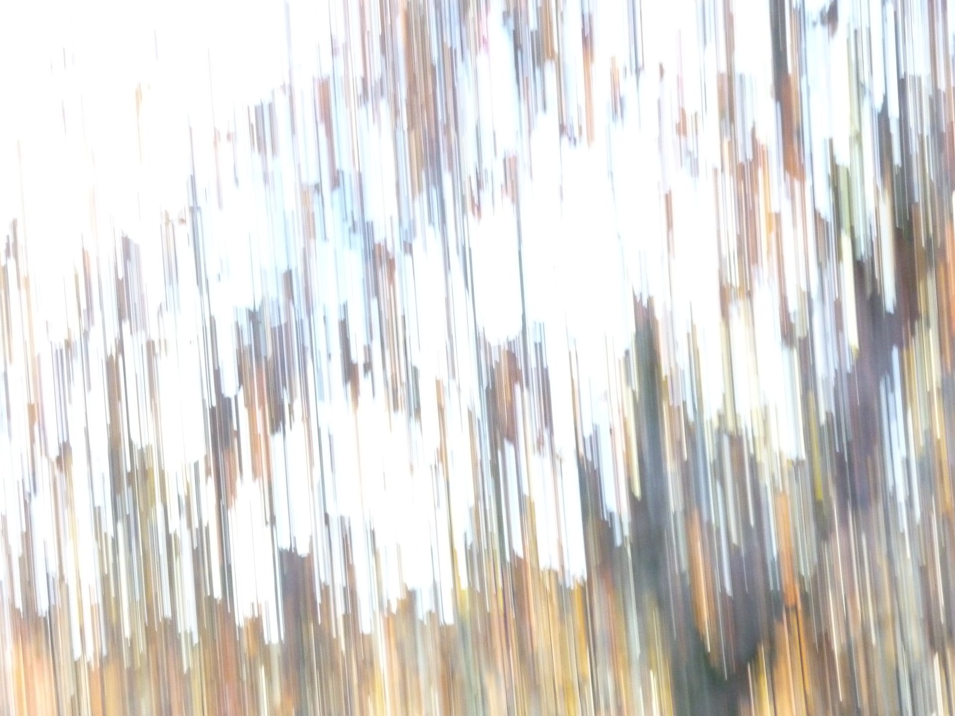 Parece uma pintura de uma floresta com árvores ao fundo.