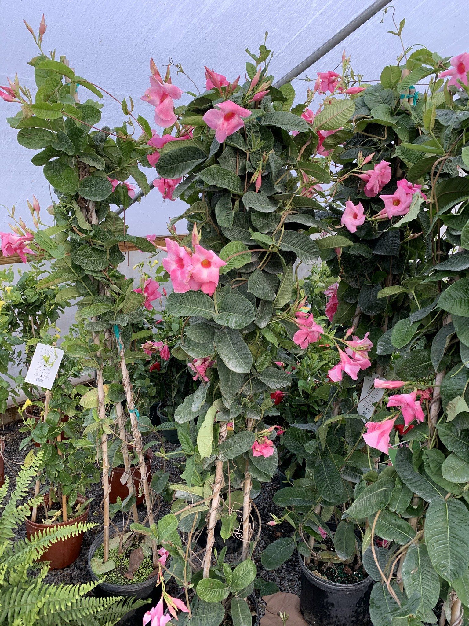 Spring House Nursery Flowers, mulch, trees and shrubs in Spring House