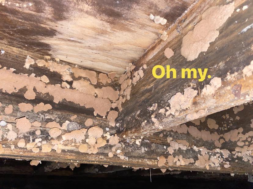 mold in home