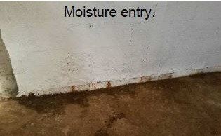 professional mold inspector