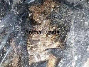 animal waste in home