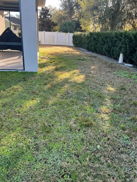 A grassy residential backyard viewed from a patio, featuring a dense hedge bordering a fence under bright sunlight.