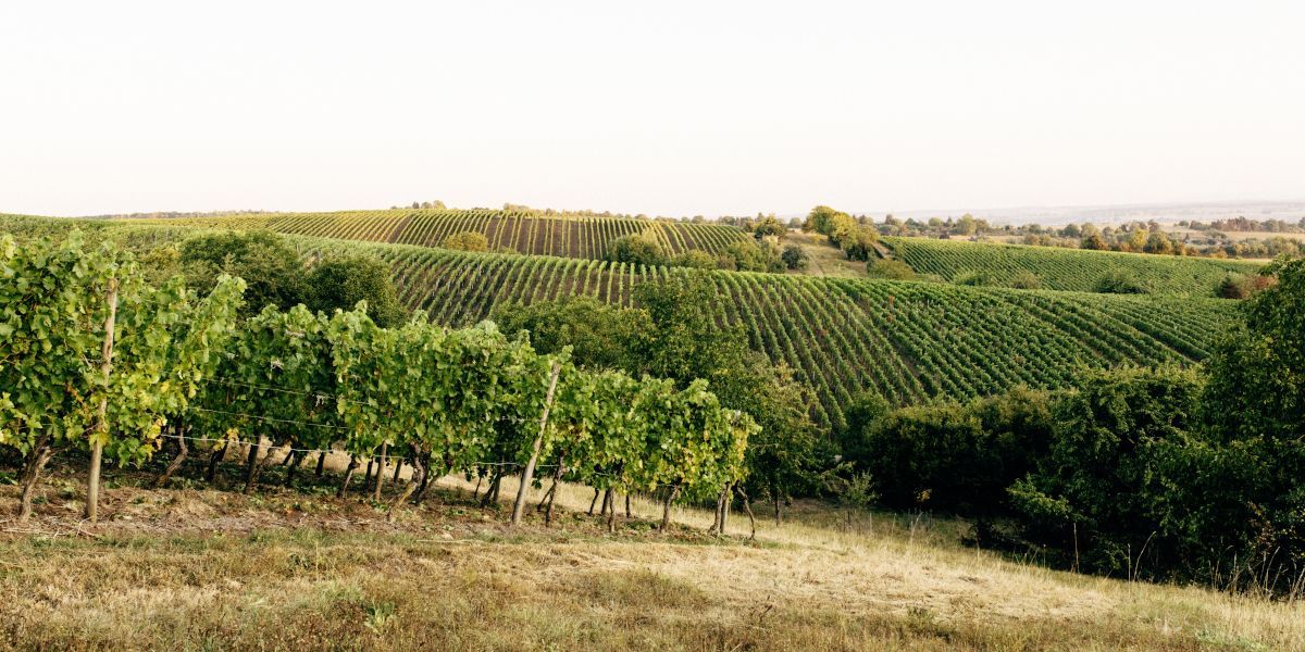 Weinberge und Weinbranche verändern sich
