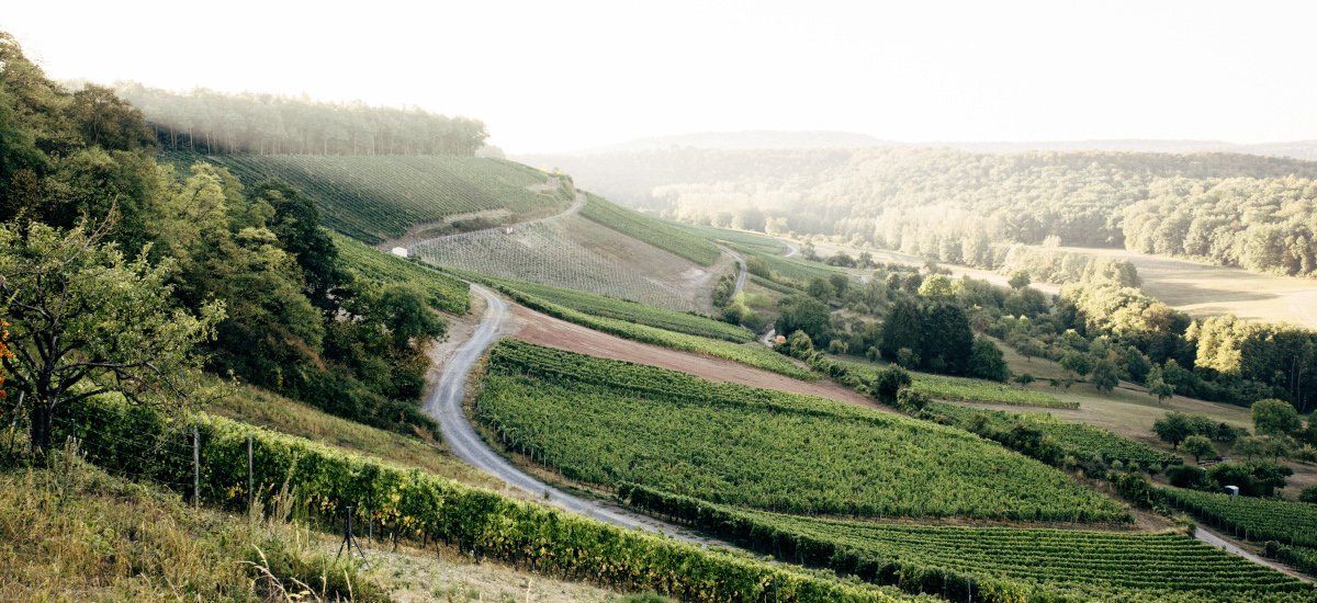 Blick auf die Weinberge am Derdinger Horn. Hier finden sich die besten Weinlagen des Weinguts Vinçon-Zerrer.