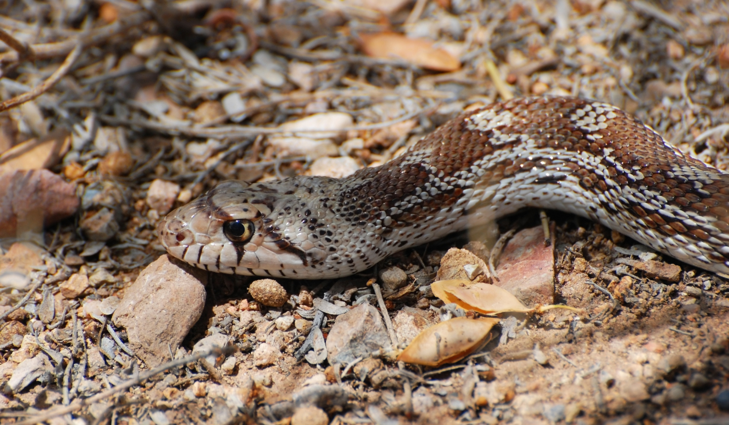 Stay aware of your surroundings! A snake slithering on the ground of the Arizona desert.