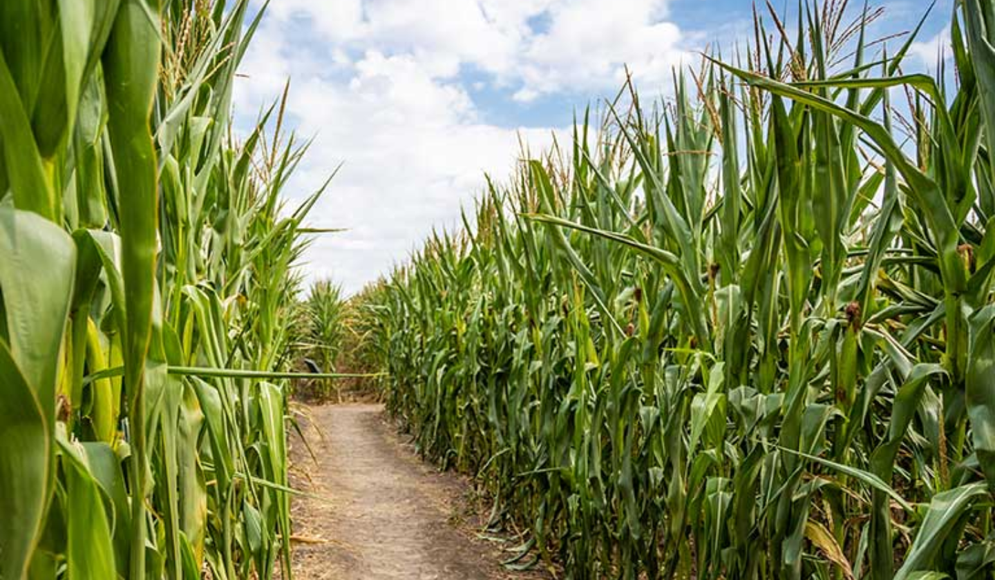 Apple Annie's Orchard 12.5-acre maze designed in celebration of Reid Park Zoo’s 60th anniversary, featuring zoo animals carved right into the corn!