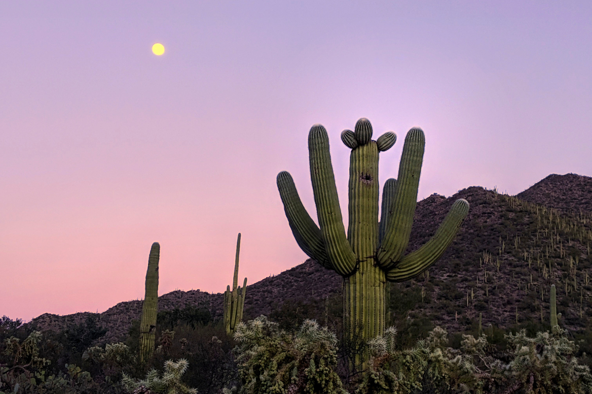 A pink sunset sky with a full moon above the Tucson desert with mountains and cacti.