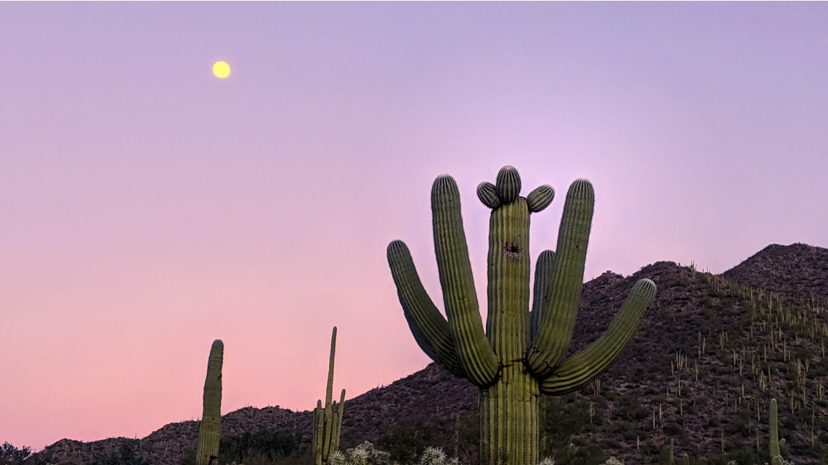 A view of a pink sunset sky in the Tucson desert with a mountain range and cacti.