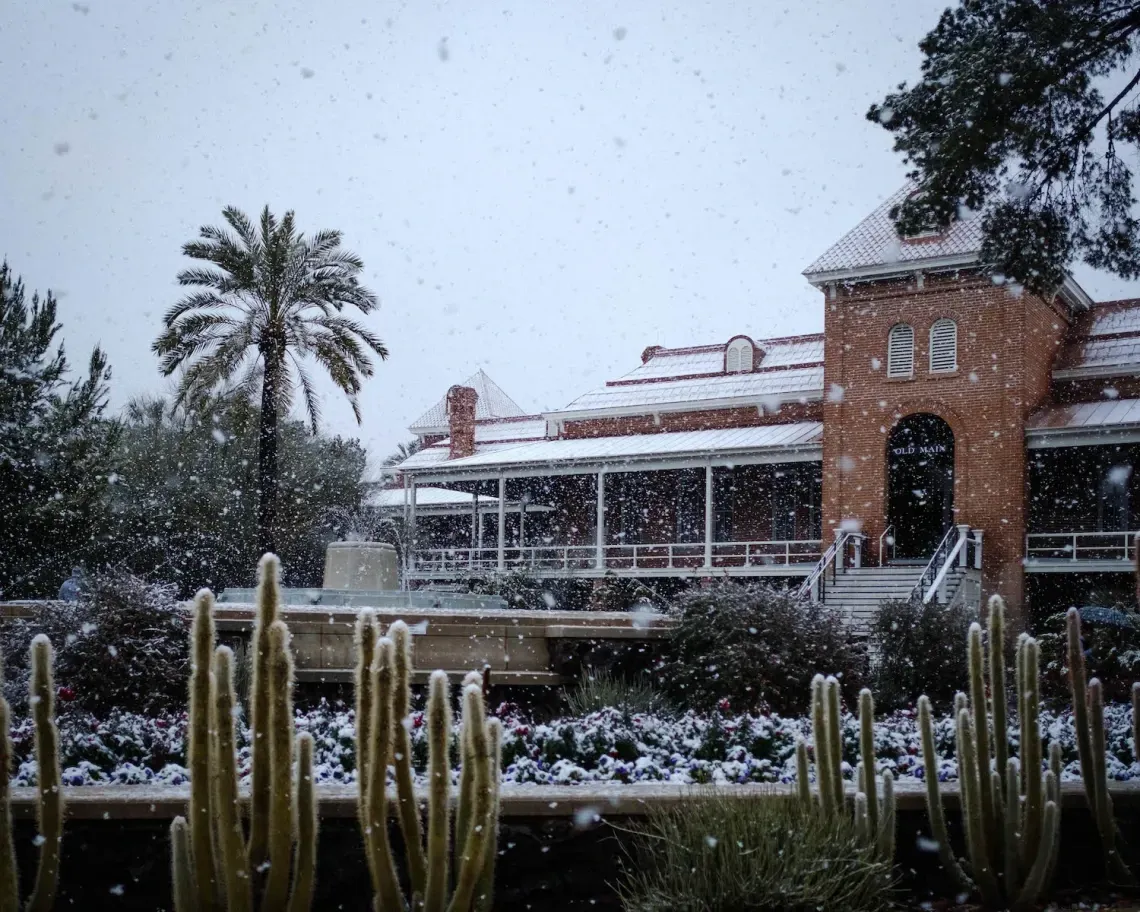 Snow falling at the University of Arizona's Old Main building with cacti, palm trees, and shrubs being covered in snow.