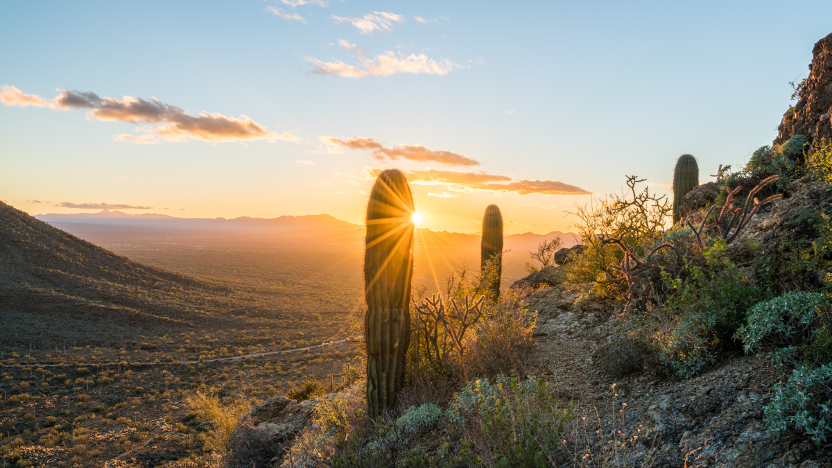 A sunset view of the Tucson desert with cactuses and shrubs.