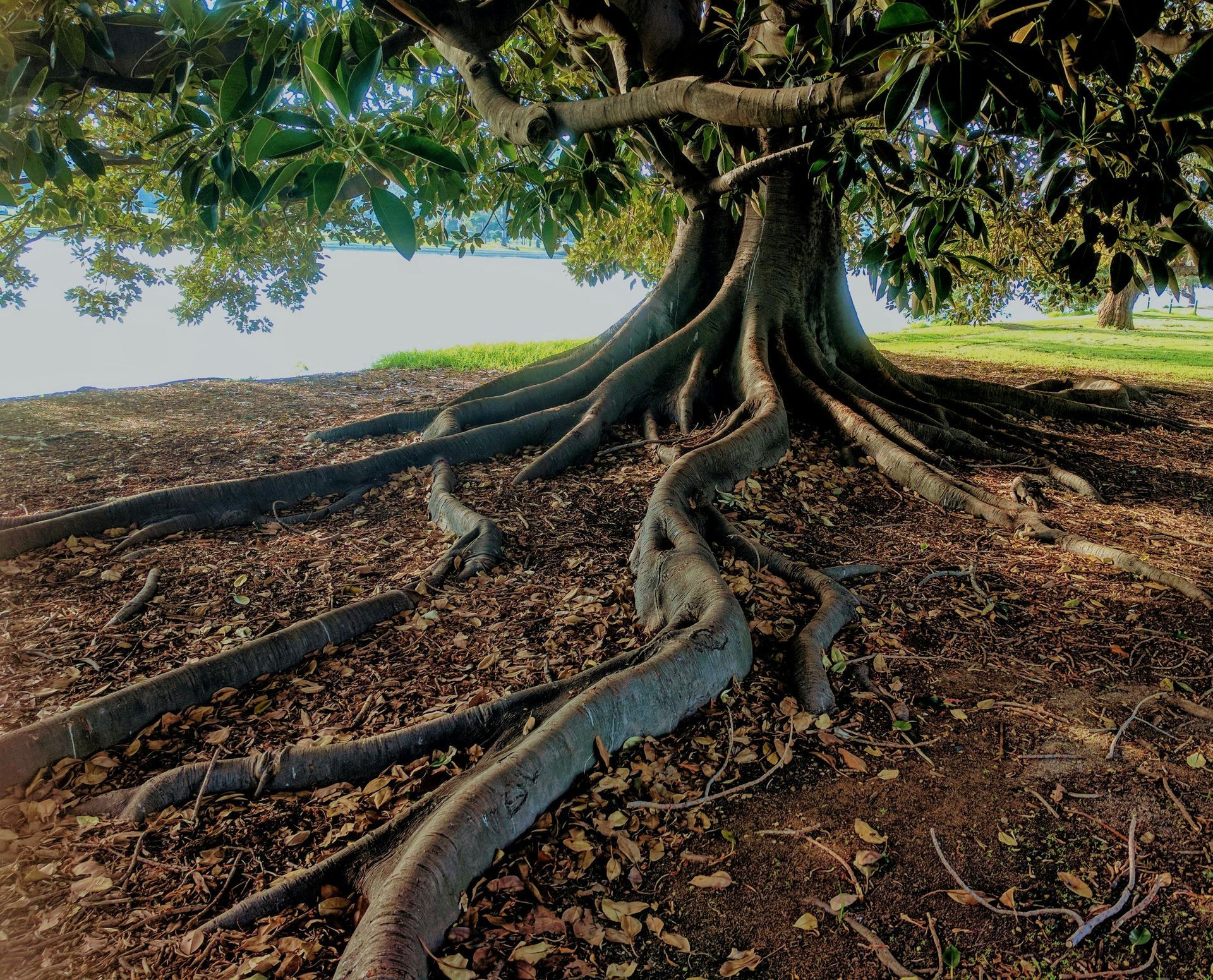 Large tree with exposed roots on a shoreline. Brown roots, green foliage, bright water and grass in background.