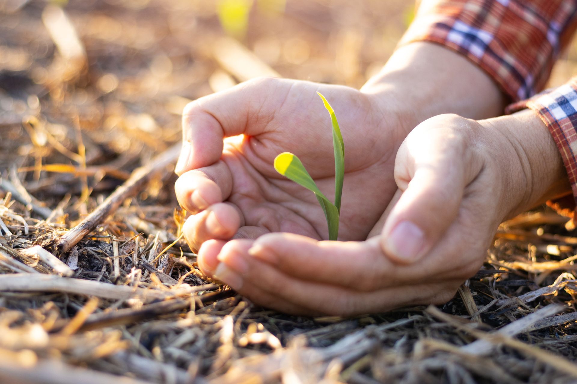 Hands gently cradling a young green sprout emerging from the soil, wearing a plaid shirt.