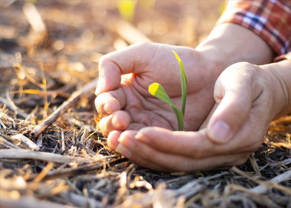 Hands gently cradling a young green sprout emerging from the soil, wearing a plaid shirt.